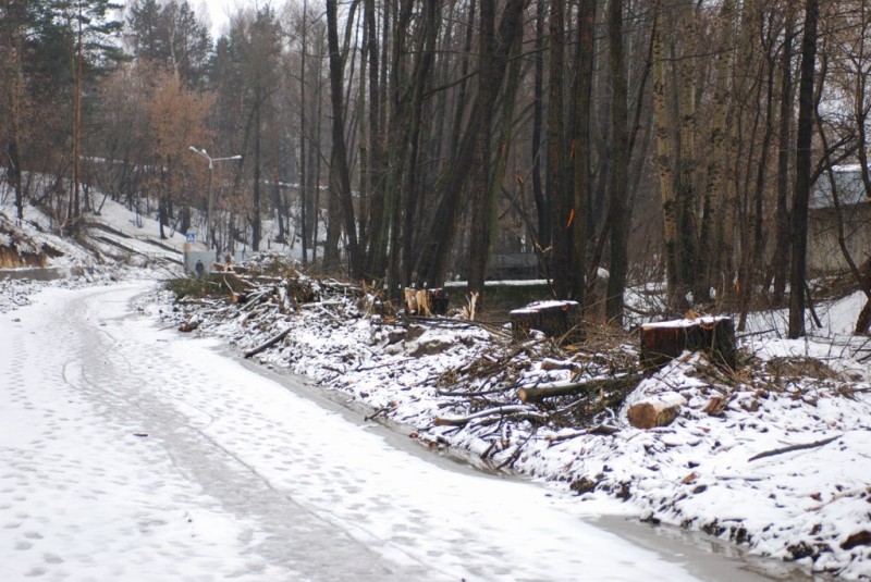 0609 Деревья срублены-2