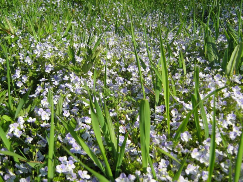 17-02 Цветочки.jpg