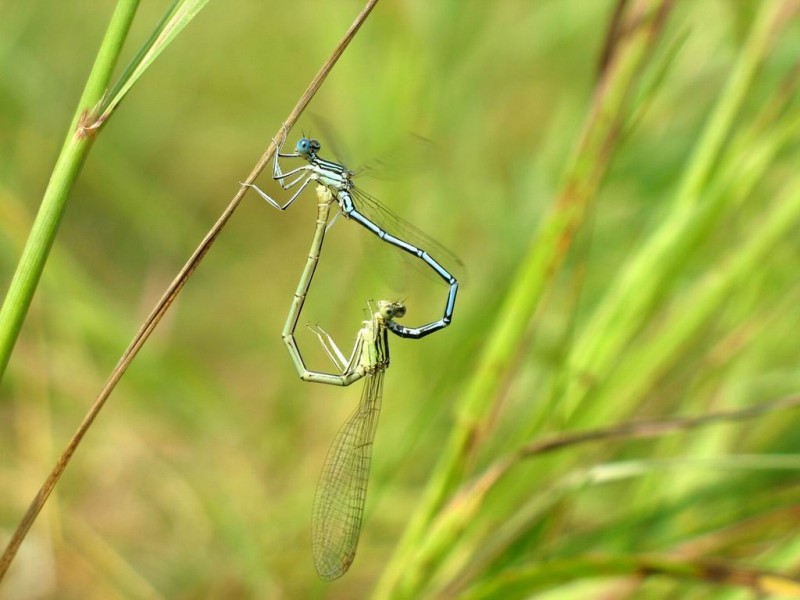 11-05 Шалуны.jpg