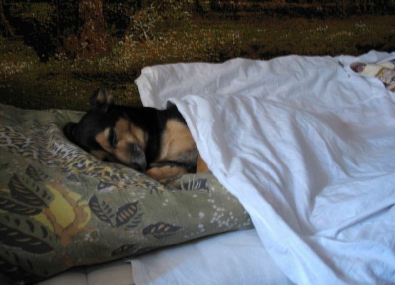 11-02 Домашний питомец.jpg