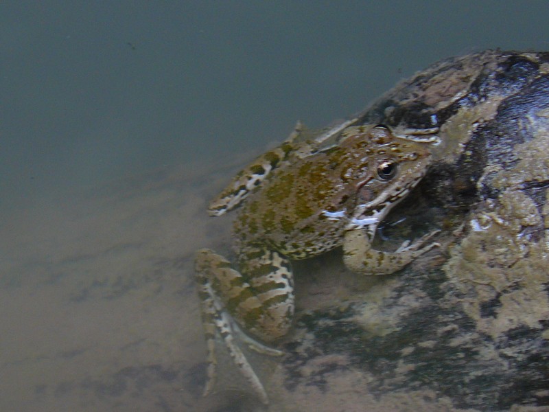 07-05 Черное Море.jpg