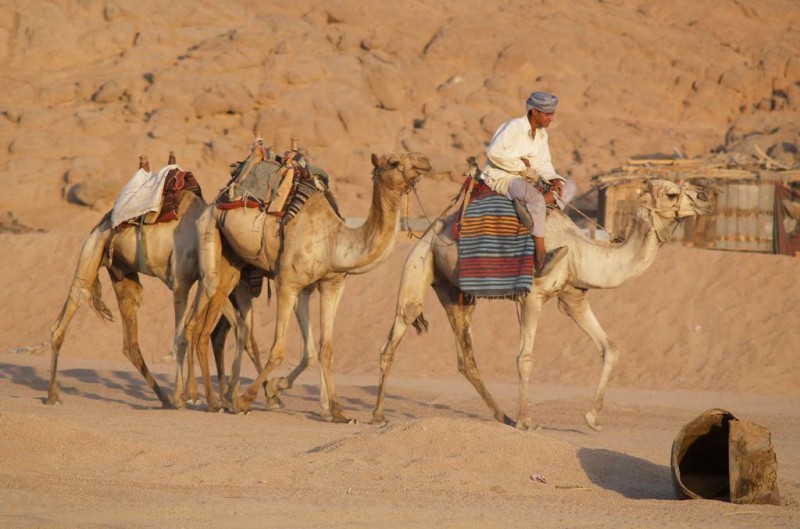 04-02 Корабли пустыни.jpg