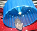 Хомякадзе 1