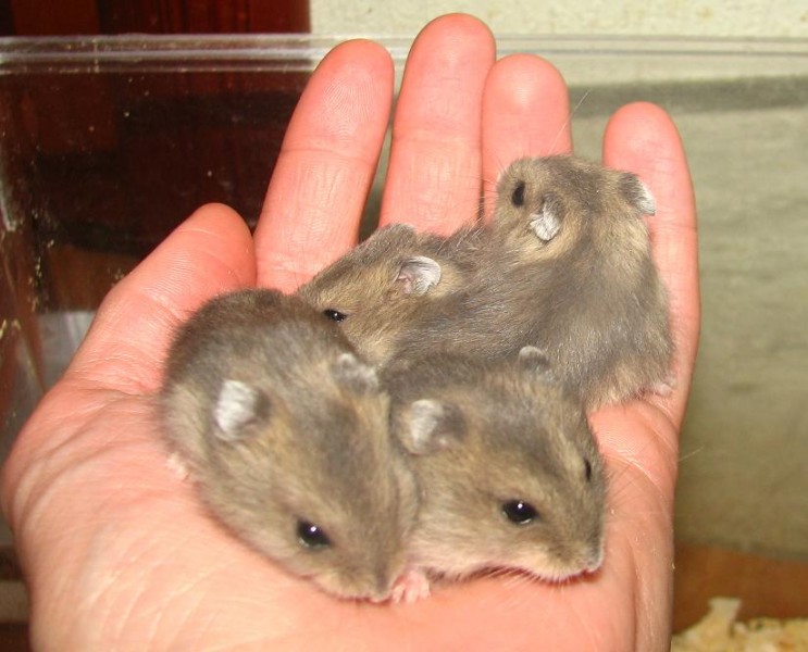 Хомякадзе 3