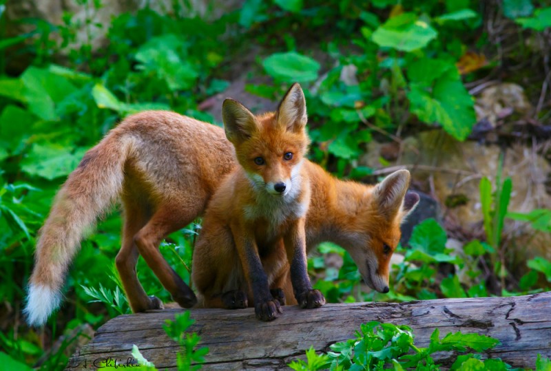 Лисий выводок.